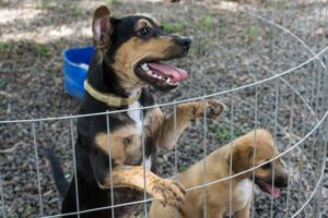 Campanha de esterilização de cães e gatos será realizada nesta sexta e sábado em Santa Cruz