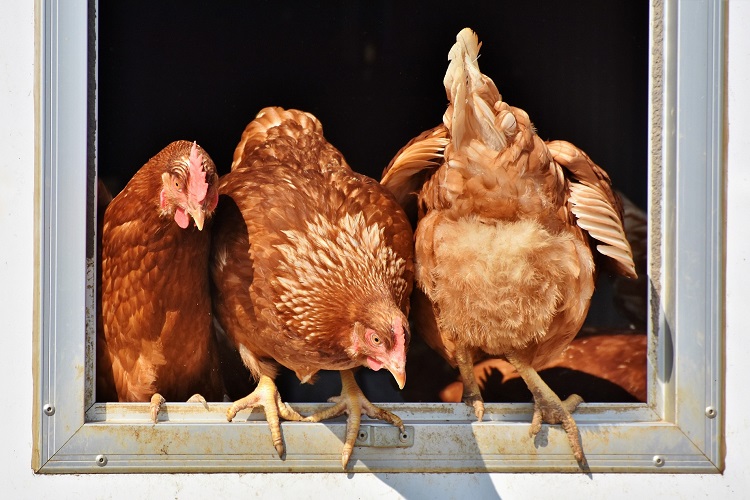 A Gazeta  Gripe aviária: saiba como são identificados os animais