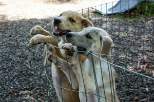 Feira de Adoção de Animais acontece neste domingo na Praça Getúlio Vargas