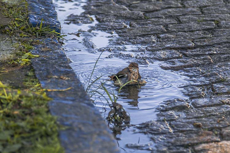 João de Barro se refresca em poça d'água