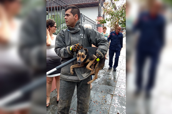 Bombeiros Resgatam Cão Preso Em Grade No Bairro Bonfim Gaz Notícias De Santa Cruz Do Sul E 2715