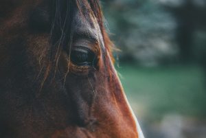 Foto aproximada de um cavalo - cavalgada