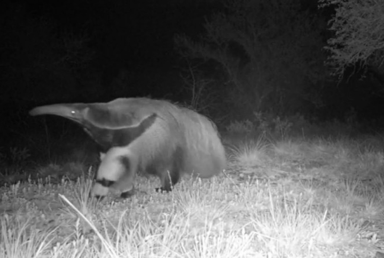 Espécie de tamanduá considerada extinta no RS é registrada em Unidade de Conservação do Pampa
