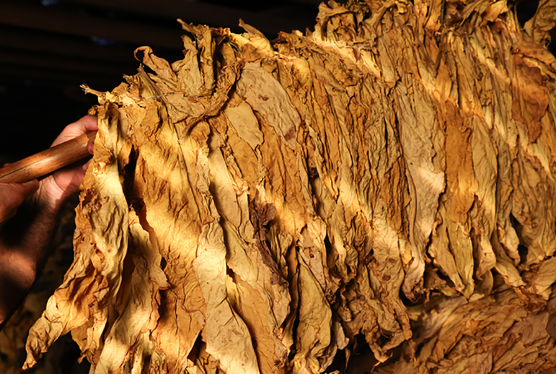 Apesar do recuo da indústria gaúcha, tabaco tem 15,2% de aumento nas exportações em 2023