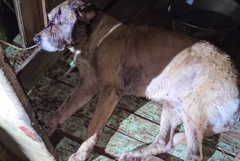 Idosa é presa após agredir cachorro com golpes de facão no Bairro Belvedere