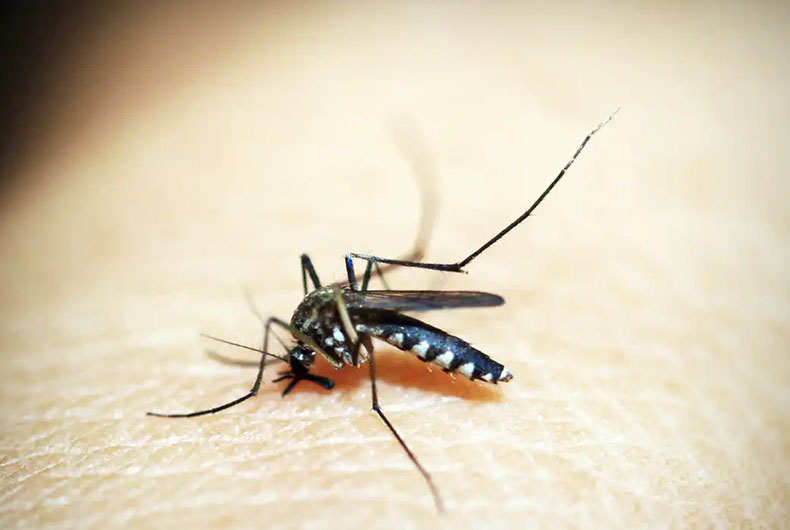 Estado decreta situação de emergência devido à dengue