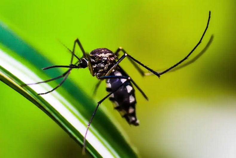 Quais são as sequelas da dengue e quanto tempo duram?