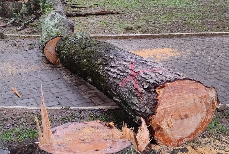Corte de árvores na área central provoca polêmica em Rio Pardo