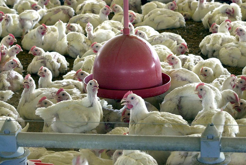 Ministério da Agricultura descarta novos casos de doença aviária no RS