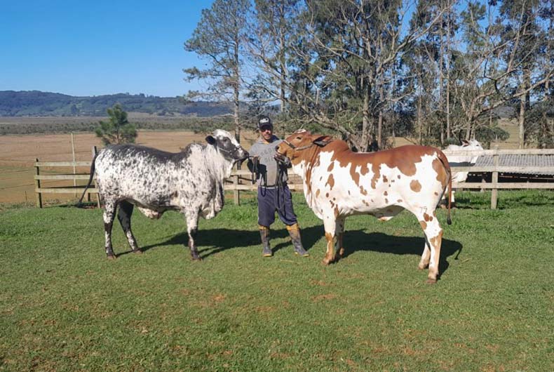 Expointer terá aumento na participação de várias raças de animais