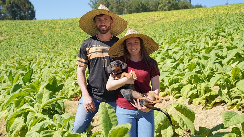 Sidinei Iankovski e Josieli Makoski observam o tabaco que foi plantado fora de época
